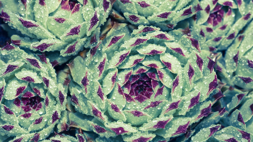 1756968713466646.jpg 壁纸 (1417).jpg